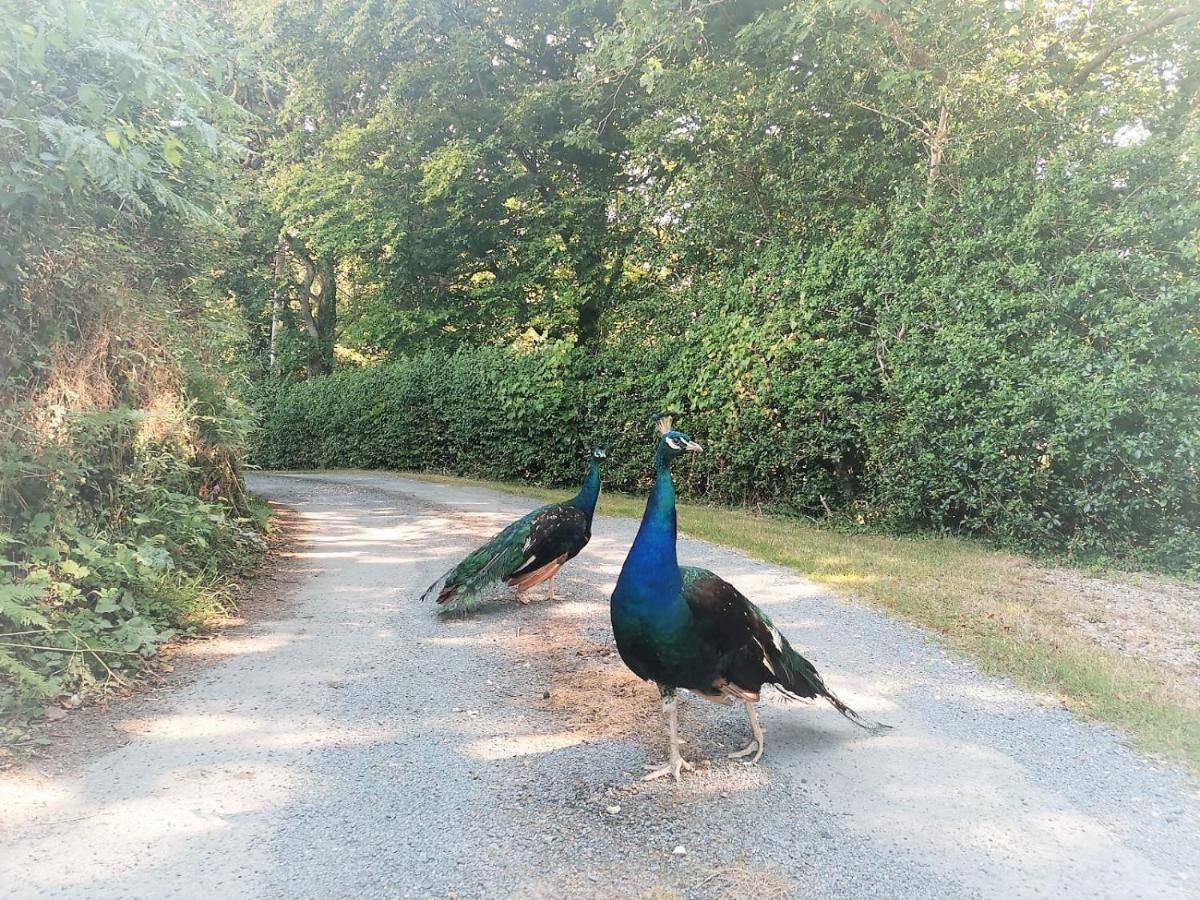 Greenways Valley Holiday Park Great Torrington Zewnętrze zdjęcie
