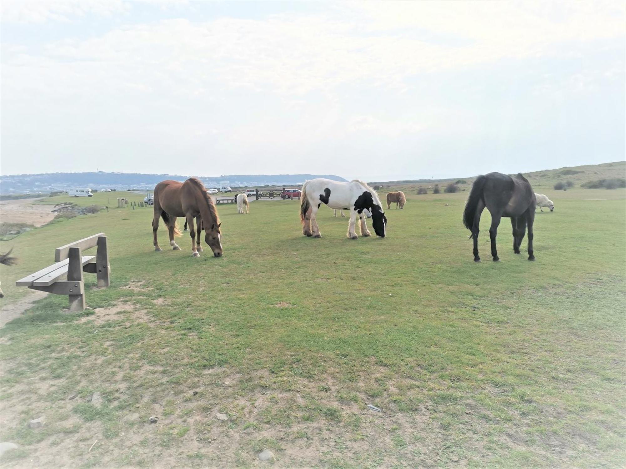 Greenways Valley Holiday Park Great Torrington Zewnętrze zdjęcie